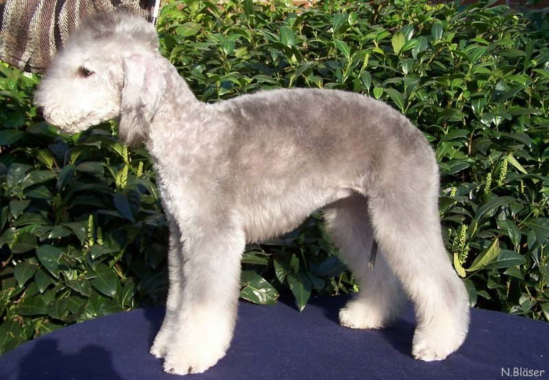 Ginza 25032007-1Aa.jpg